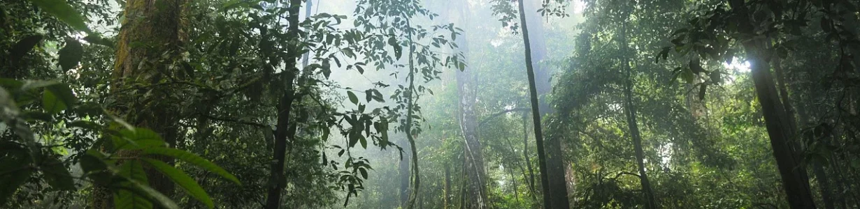 Restored tropical forests will store carbon even in the face of climate change