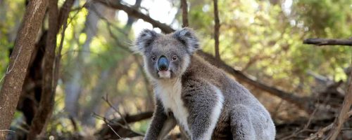 Koalas are facing grave threats from multiple sources