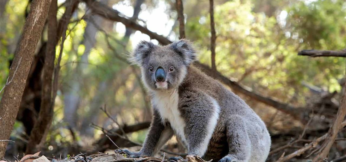 Koalas are facing grave threats from multiple sources