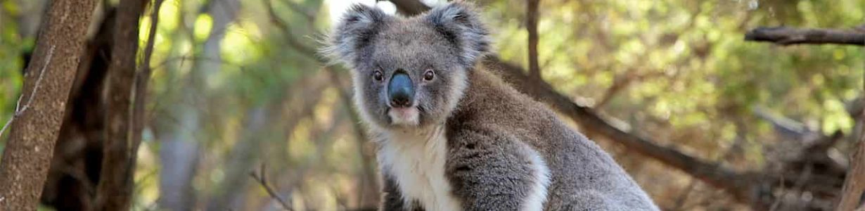 Koalas are facing grave threats from multiple sources