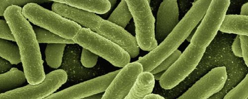 Bacteria could help us store energy and create biofuels