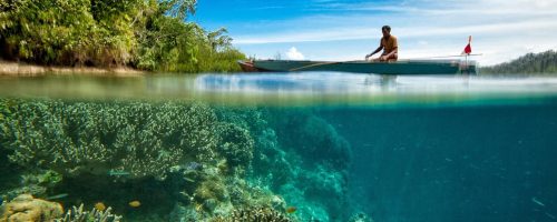 Some corals are putting up a fight against warming temperatures