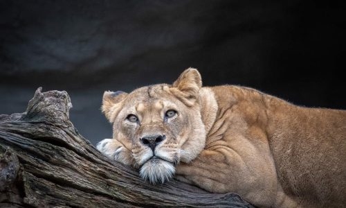 Lions, previously driven extinct in an area of Chad, are back