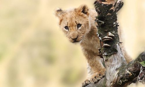 Trophy hunting won’t save Africa’s lions so the UK ban on wildlife imports is a welcome step