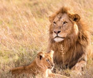 Africa’s endangered lions can thrive in protected areas