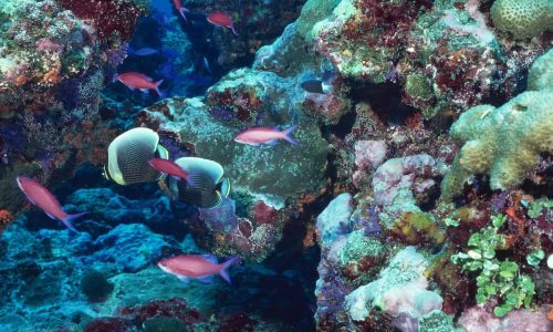 Food webs at coral reefs are more delicate than previously thought