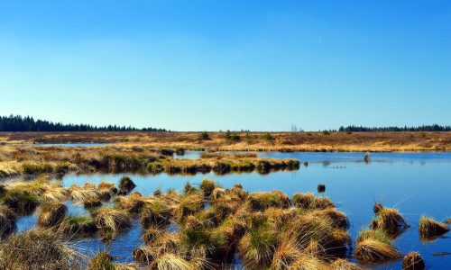 Earth has lost a fifth of wetlands since 1700, but most could still be saved