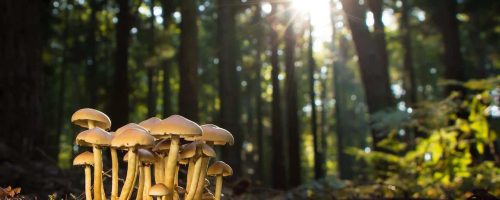 Why it’s time to include fungi in global conservation goals