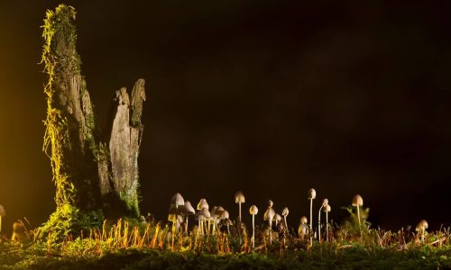 A new method makes it possible to grow food in the dark