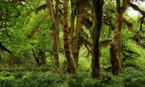 Rainforests pump water round the tropics, but this effect is weakening