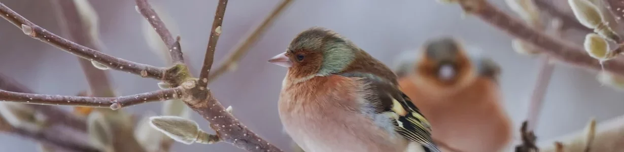 More diverse avian communities have a better chance against climate change