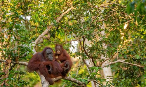 In the shadows of extinction: orangutans and their battle for survival