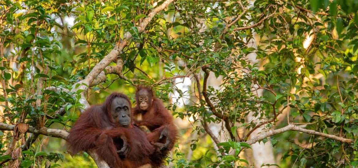 In the shadows of extinction: orangutans and their battle for survival
