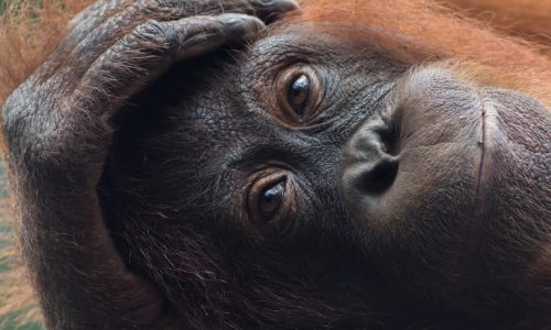 New approaches are needed to stop the killing of orangutans in Borneo