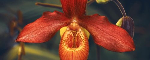 China’s booming orchid industry is a test of its commitment to conservation