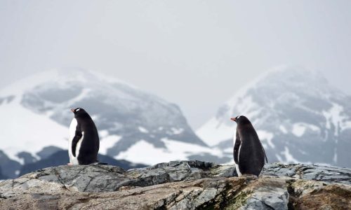 Invasive species are threatening Antarctica’s fragile ecosystems