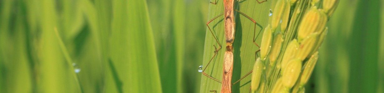 Climate change is helping plant pests spread, the UN warns