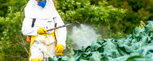 Two-thirds of agricultural land globally are at risk of pesticide pollution