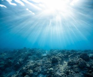 Marine heatwaves affect ecosystems far below the surface