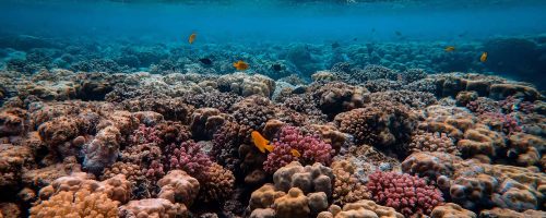 How coral reefs may weather warming temperatures