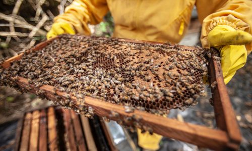 Scientists in Europe are arming queen bees with robots and smart hives to save their colonies