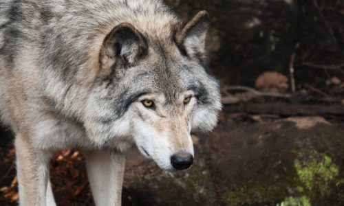 Europe has a wolf problem, but a Norwegian philosopher has the solution