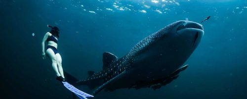 The gentle giants of the oceans need our help