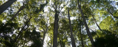 Some 9,200 species of trees are ‘still undiscovered’ by science