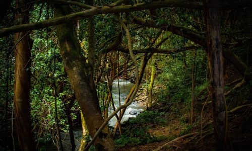 The forgotten Amazon: we must get serious about deforestation in Bolivia