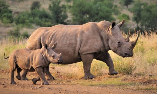 It’s time for a new approach in saving white rhinos