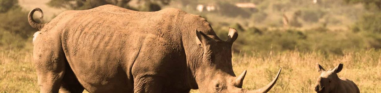 Kenya reaping the benefits of its aggressive anti-poaching drive, bolstered by Ellipse Projects radios and CyberTracker app