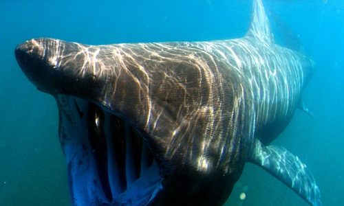 Secrets of Longevity: How the Greenland Shark Defies Time