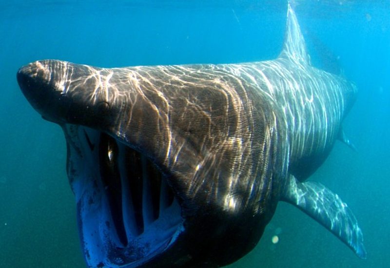 Secrets of Longevity: How the Greenland Shark Defies Time