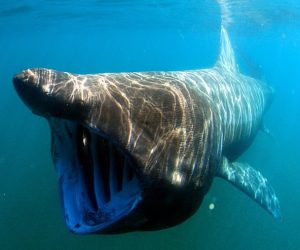 Secrets of Longevity: How the Greenland Shark Defies Time