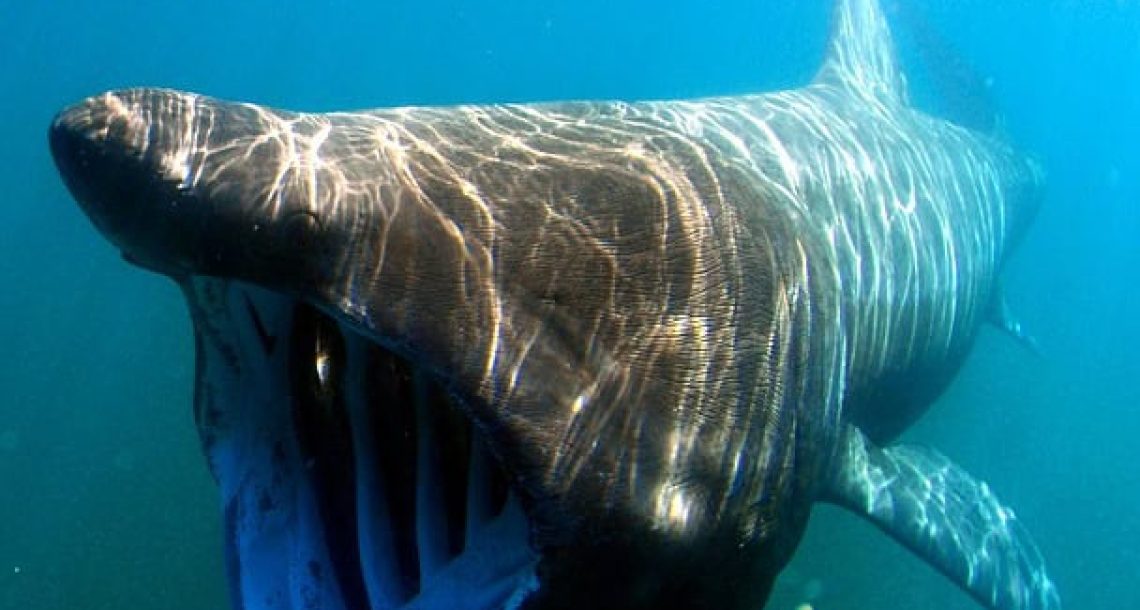 Secrets of Longevity: How the Greenland Shark Defies Time