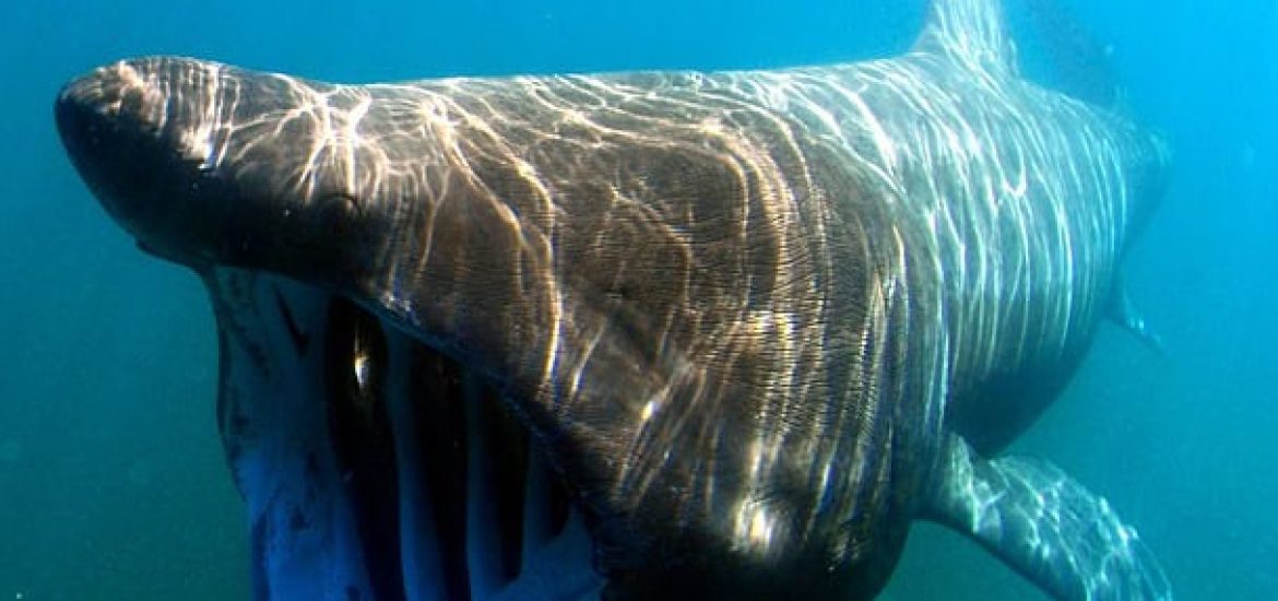 Secrets of Longevity: How the Greenland Shark Defies Time