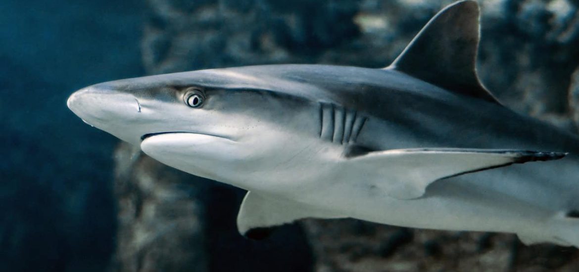 Shark skin’s unique properties could have medicinal uses