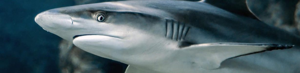 Shark skin’s unique properties could have medicinal uses