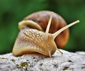 A robot inspired by a snail could help clean up microplastics