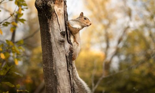 Animals play a vital role in restoring forests worldwide