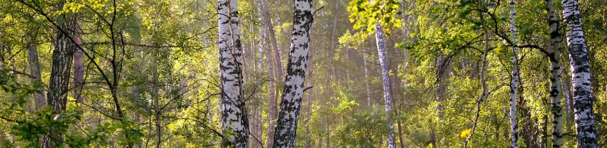 Russia’s vast forests sequester far more carbon than previously thought