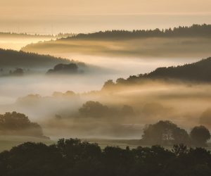 Alongside climate change, COP26 must address crisis facing ecosystems