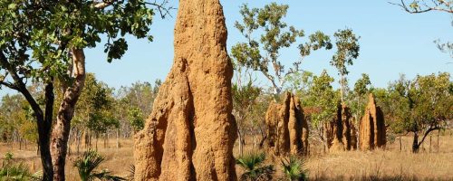 Will termites aided by climate change help drive emissions?