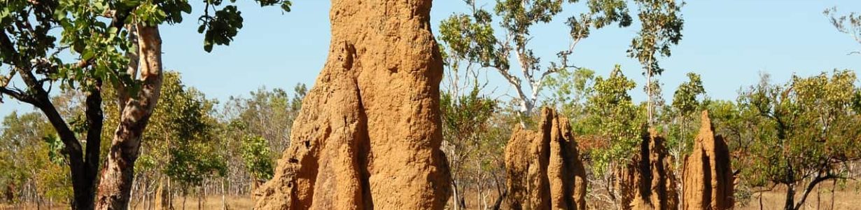 Will termites aided by climate change help drive emissions?