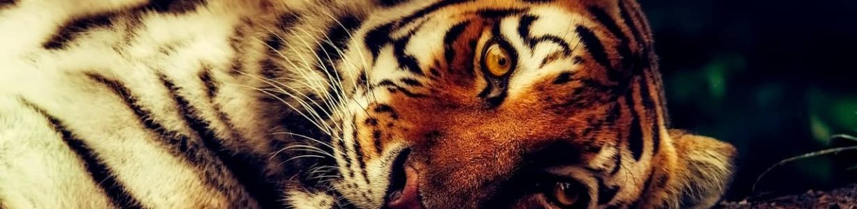 The sighting of six tigers raises conservationist hopes in Thailand