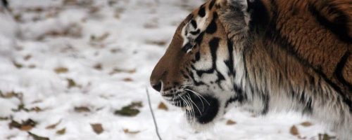 Critically endangered Amur tigers might be expanding their range