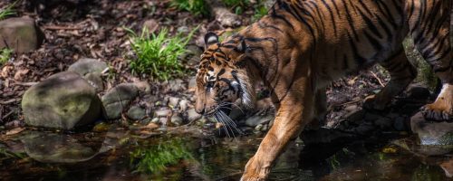 The poaching of Sumatra’s endangered tigers remains an acute problem