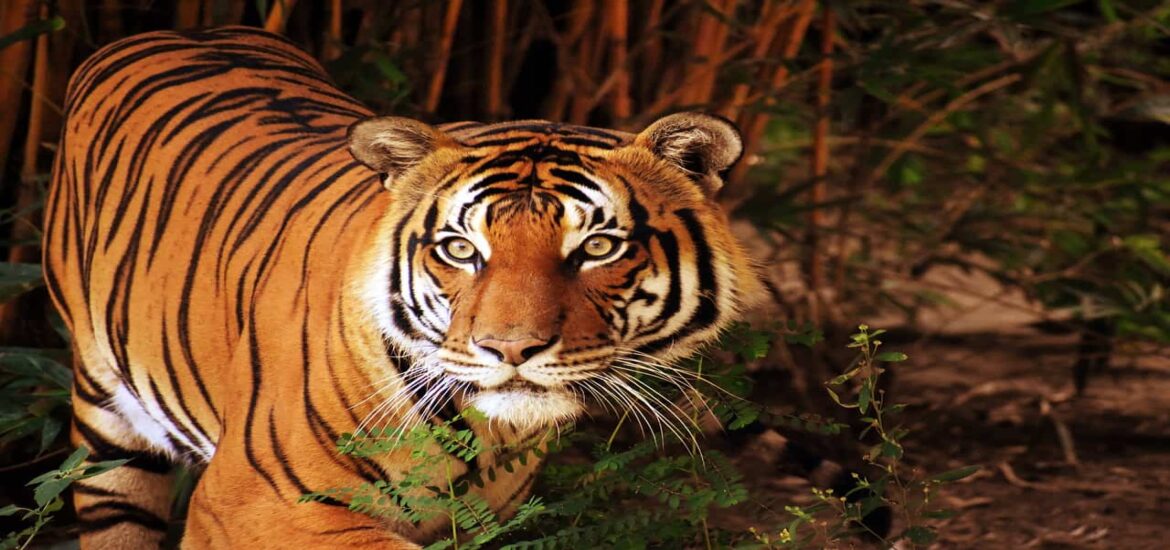 Poaching remains a threat to Thailand's wild tigers