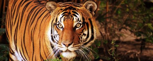 Poaching remains a threat to Thailand’s wild tigers