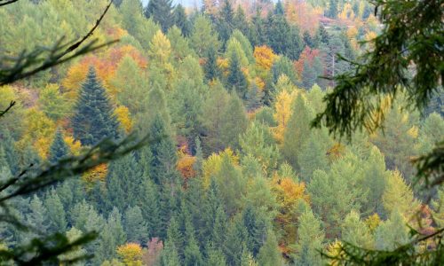 Europe’s forests are under threat from a changing climate